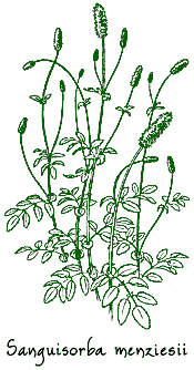 <i>Sanguisorba menziesii</i>