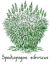 <i>Spodiopogon sibiricus</i>