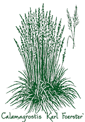 <i>Calamagrostis</i> x <i>acutiflora</i> ‘Karl Foerster’