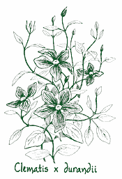 <i>Clematis durandii</i>