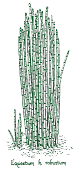 <i>Equisetum hyemale</i> var. <i>Robustum</i>