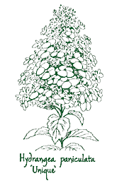 <i>Hydrangea paniculata</i> ‘Unique’