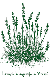 <i>Lavandula angustifolia</i> ‘Graves’