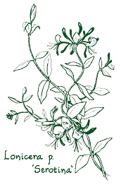 <i>Lonicera periclymenum</i> ‘Serotina’