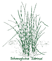 <i>Schoenoplectus lacustris</i> ssp. <i>tabernaemontani</i> ‘Zebrinus’