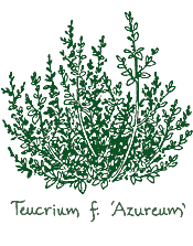 <i>Teucrium fruticans</i> ‘Azureum’