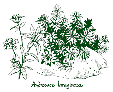 <i>Androsace lanuginosa</i>