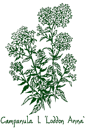 <i>Campanula lactiflora</i> ‘Loddon Anna’