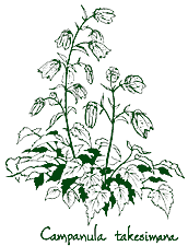 <i>Campanula takesimana</i>