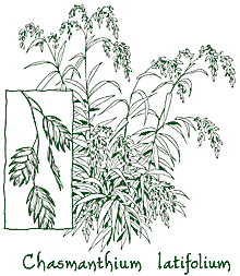 <i>Chasmanthium latifolium</i>
