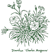 <i>Dianthus</i> ‘Charles Musgrave’