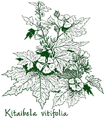 <i>Kitaibela vitifolia</i>