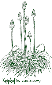 <i>Kniphofia caulescens</i>