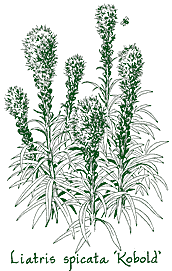 <i>Liatris spicata</i> ‘Kobold’