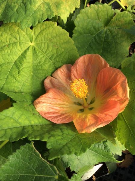 Abutilon ‘Victor Reiter’