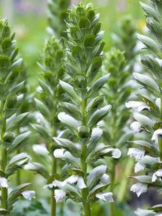 Acanthus mollis Rue Ledan