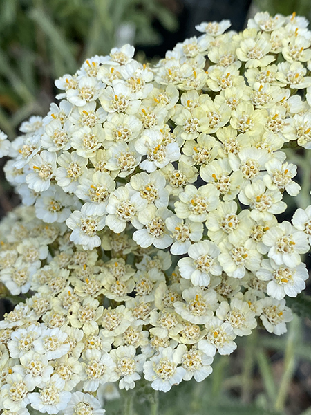 Achillea ‘Alabaster’