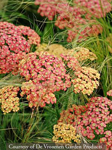 Achillea ‘Apricot’