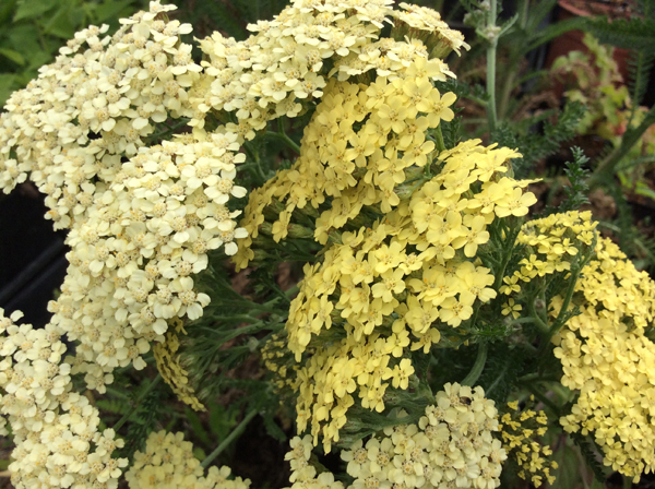 Achillea Hella Glashoff