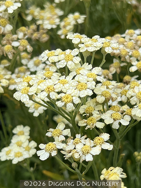 Achillea tomentosa King Edward