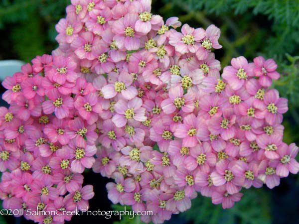 Achillea millefolium Pretty Belinda