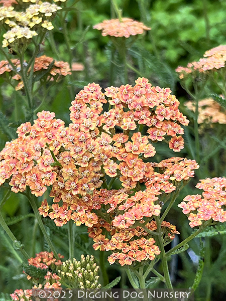 Achillea &lsquo;Sawa Sawa&rsquo;