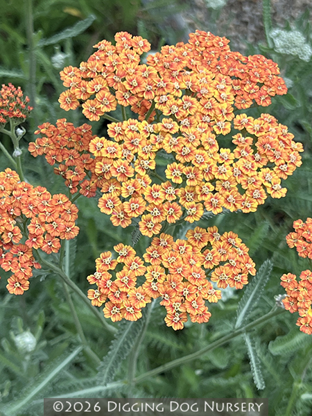 Achillea ‘Terracotta’