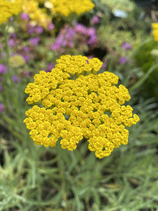 Achillea schwellenberg