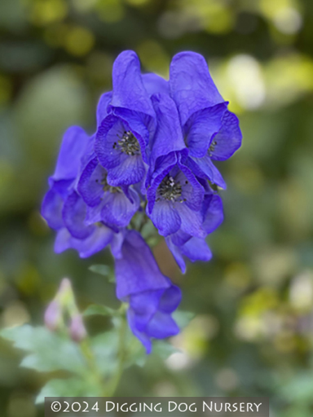 Aconitum carmichaelii Arendsii