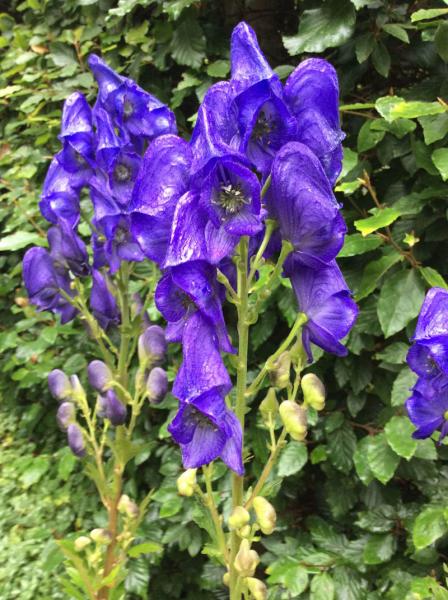 Aconitum fischeri