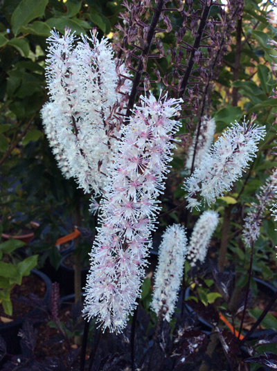 Actaea simplex Brunette