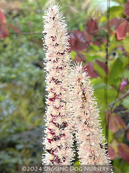 Actaea simplex ‘Pink Spike’