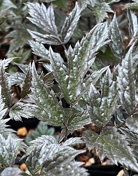 Actaea Queen of Sheba