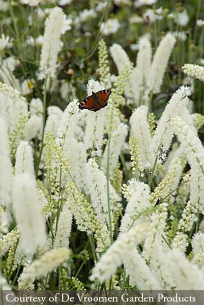 Actaea simplex ‘White Pearl’