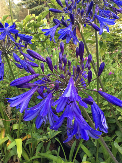 Agapanthus ‘Storm Cloud’