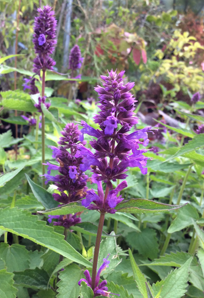 Agastache ‘Blue Boa’