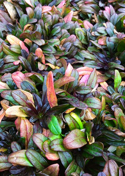 Ajuga ‘Chocolate Chip’