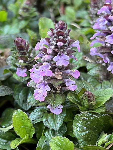 Ajuga reptans Purple Torch