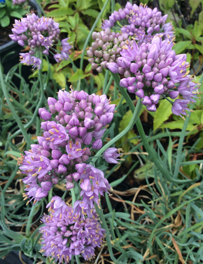 Allium senescens Blue Eddy