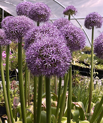 Allium ‘Globemaster’