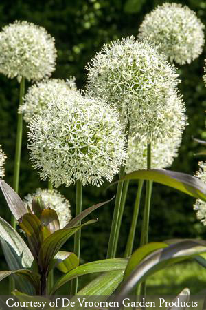 Allium ‘Mount Everest’