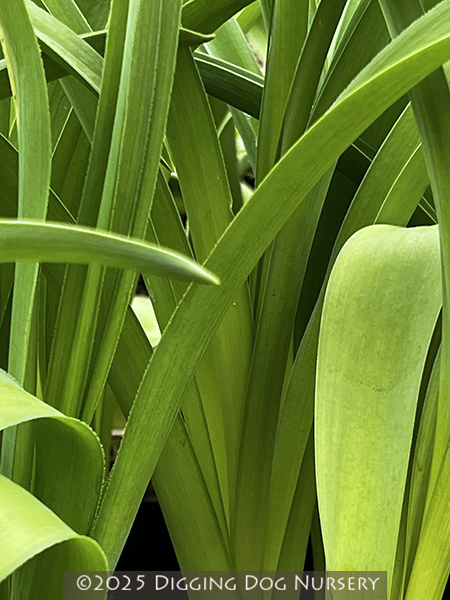 Allium schubertii