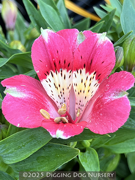 Alstroemeria ‘Inticancha Kanika’