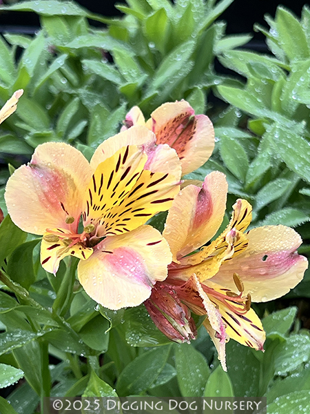 Alstroemeria majestic Layon