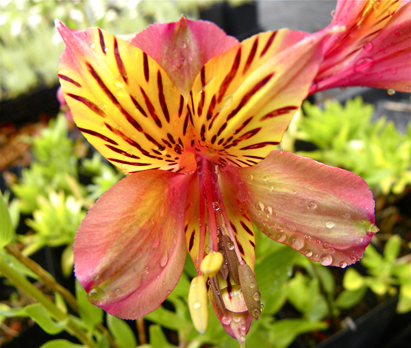 Alstroemeria 'Marjorie's Hybrid' at Digging Dog Nursery