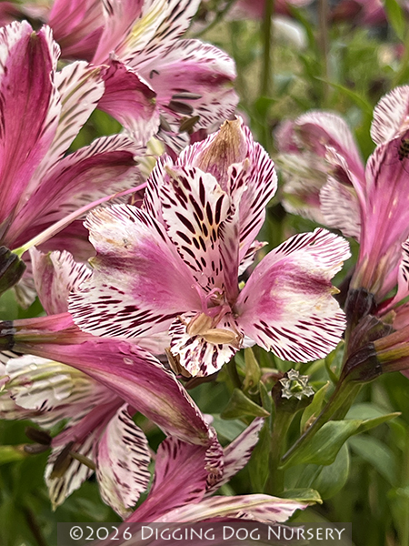 Alstroemeria ‘Meyer’s Rose’