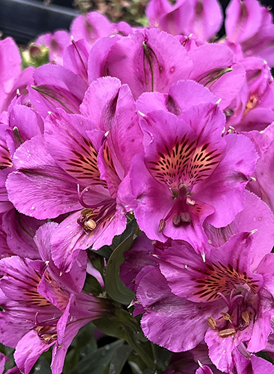 Alstroemeria Princess Lilian