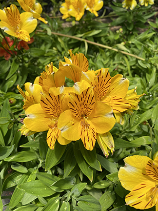 Alstroemeria ‘Sweet Laura’