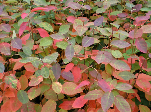 Amelanchier grandiflora Autumn Brilliance