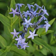 Amsonia ‘Blue Ice’